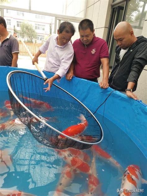 錦鯉魚壽命|世界最長壽錦鯉魚！「花子」活了226年 歷經乾隆到彭。